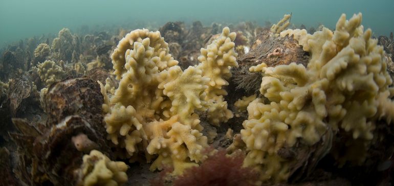 Broodspons in de Oosterschelde, o.a. het voedsel van D. ocelligera