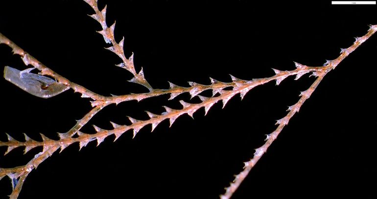 Binoculairfoto van de verzamelde Amphisbetia operculata, de schaal rechtsboven is 1 millimeter. Links een gonotheca (voortplantingsstructuur) en rechts is duidelijk het kenmerk van de twee ongelijke tanden op de hydrothecae te zien