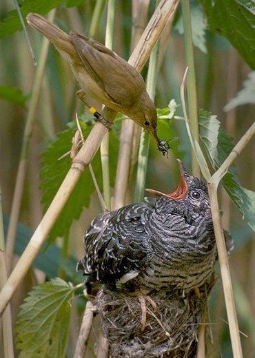 Een koekoeksjong in het nest van een kleine karekiet die plichtsgetrouw blijft voeren
