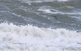 Stormvogeltje bij Schiermonnikoog