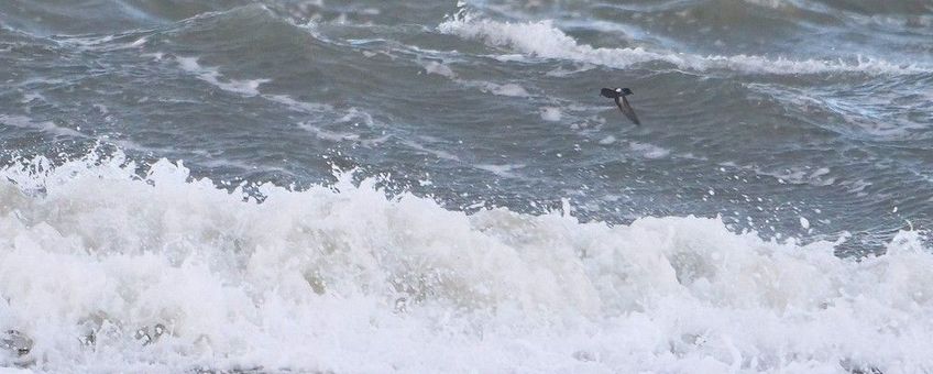 Stormvogeltje bij Schiermonnikoog