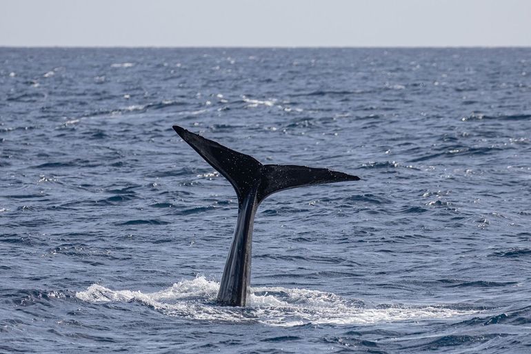 Sperm whale