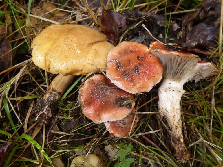 Koeienboleet met erop parasiterende spijkerzwam
