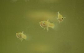 Lysanne Snijders Guppy's