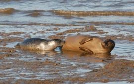 Zogende Zeehond