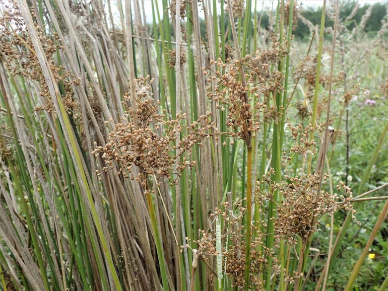 Juncus ardicola