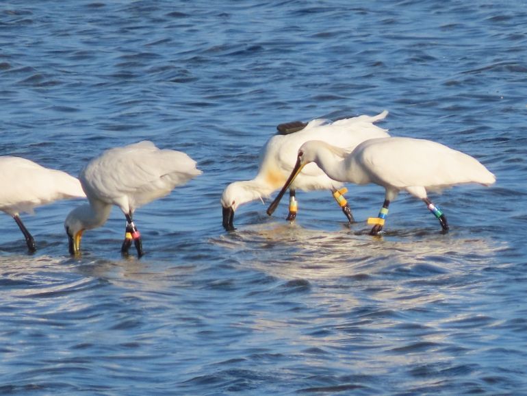 Samen met haar nakomeling foerageert Sinagote in de geul bij Lange Paal