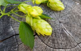GettyImages Hollandse hop