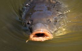 Pixabay Carp