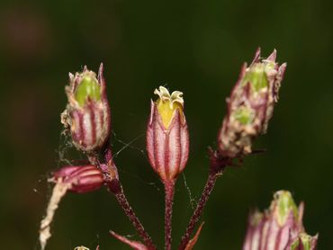 Zaaddoosjes echte koekoeksbloem