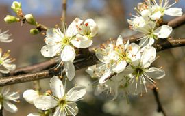 Hans Dekker, Saxifraga sleedoorn in bloei