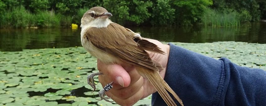 Grote karekiet in de Loosdrechtse Plassen