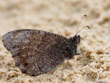 De kleine heivlinder komt nog maar in één natuurgebied voor