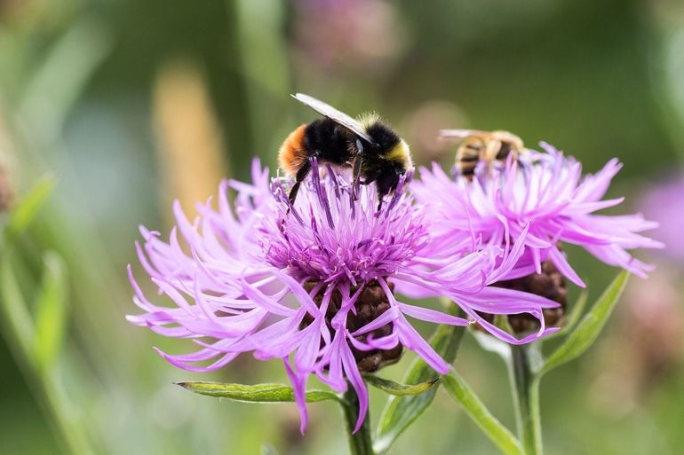 Hommel op korenbloem