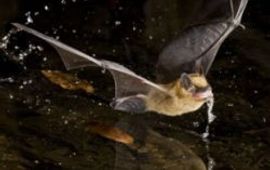 McDonaldsWildlifePhotos drinkende vleermuis