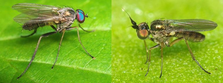 Slankpootvliegen: Diaphorus oculatus (links) en Syntormon pumilum (rechts)