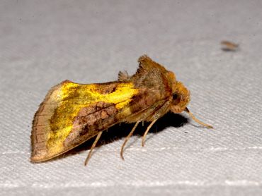 Zowel op stroop als op licht komen schitterende nachtvlinders af, bijvoorbeeld deze koperuil