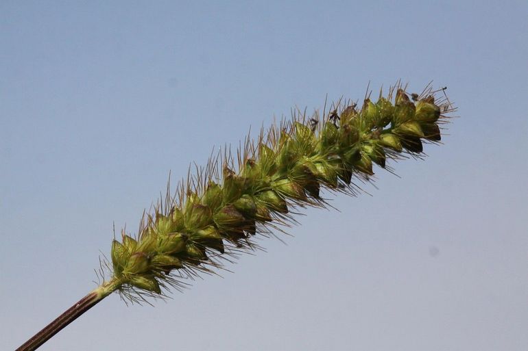 Geelrode naaldaar is in Nederland vrij algemeen, behalve in de polders en de kleigebieden. Op de Waddeneilanden groeit het niet