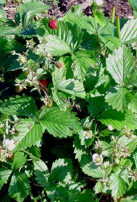 Bosaardbei, wild strawberry, Fragaria vesca