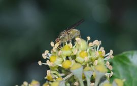 Baudewijn Odé Klimopbloemen met vlieg