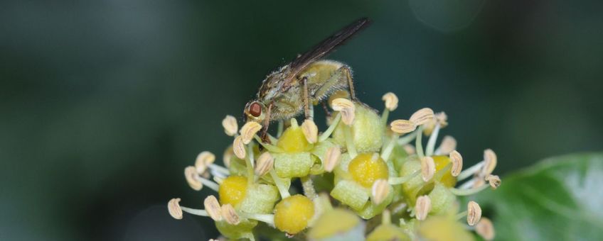 Klimopbloemen met vlieg