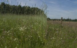 Omvorming landbouwgrond tot schrale natuur