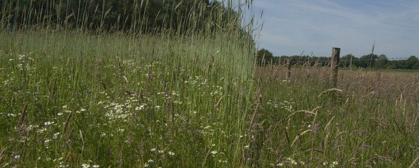 Omvorming landbouwgrond tot schrale natuur