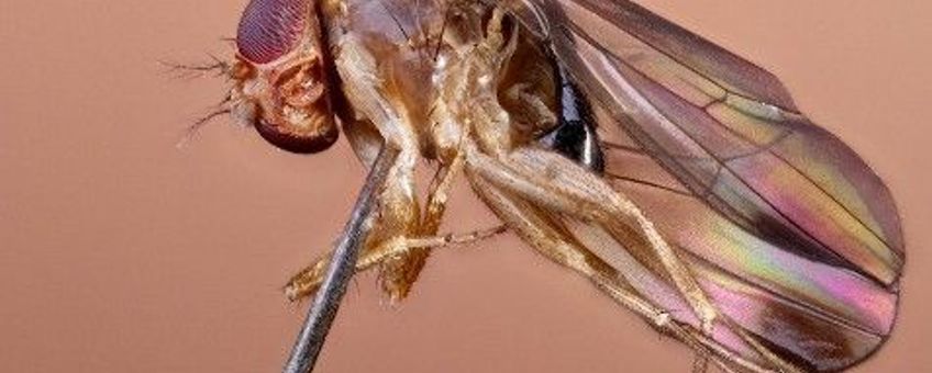 Drosophila suzukii eerste exemplaar in België