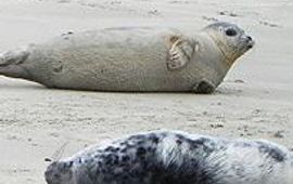 René Faber Groep zeehonden thumbnail
