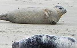 Groep zeehonden thumbnail