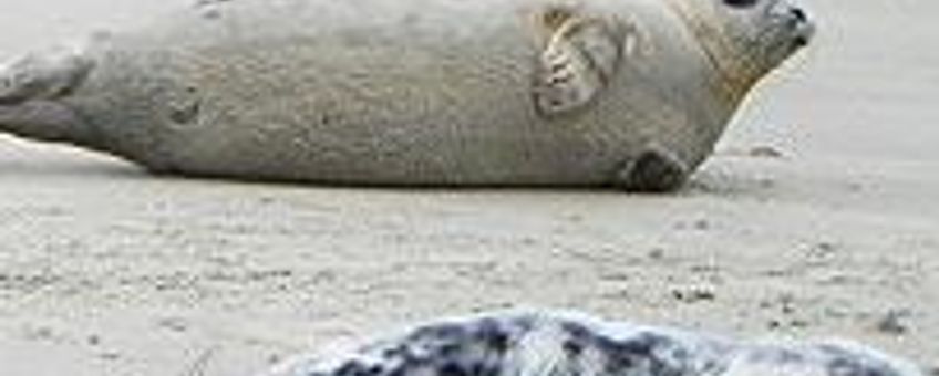 Groep zeehonden thumbnail