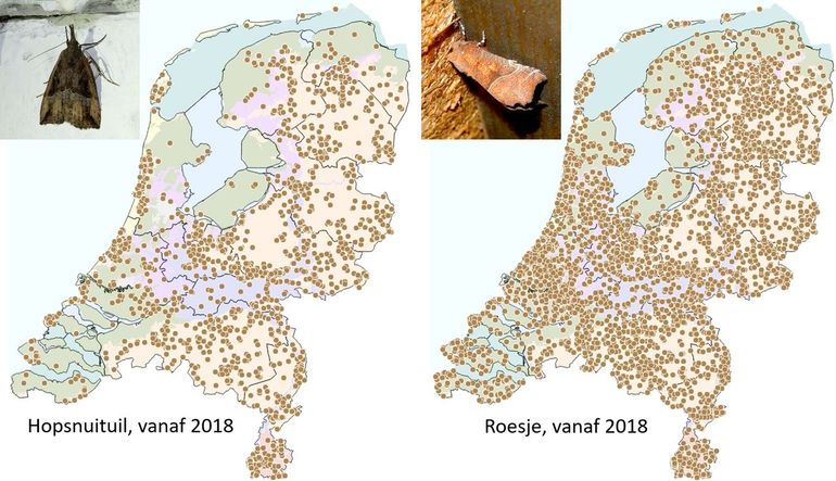 Waarnemingen van de hopsnuituil en het roesje vanaf 2018