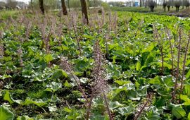 Kars Veling groot hoefblad - primair