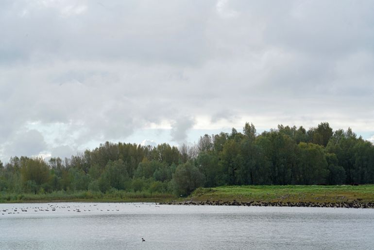 Spontaan ooibos in de Gendtse Waard