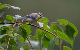 Juveniele Pimpelmees