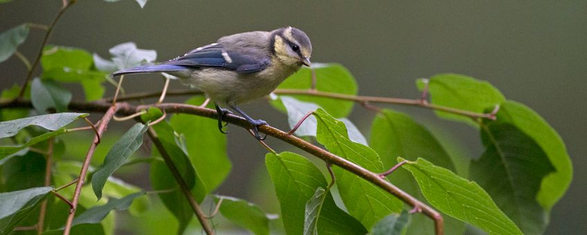 Juveniele Pimpelmees