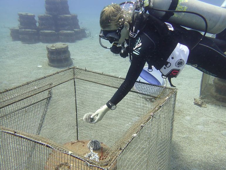 Onderzoeker introduceert de witte zeeëgel op een kunstmatig rif. Het rif is in een kooi geplaatst om het effect van de grazer op de algen te meten