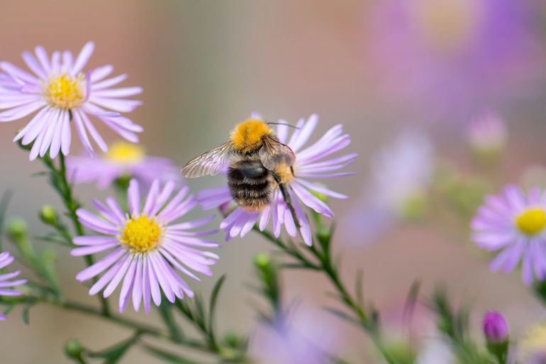 Akkerhommel op aster