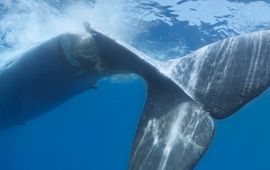 NaturePl Tony Wu Blauwe vinvis gedood door aanvaring