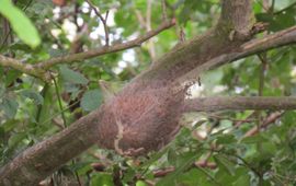 Silvia Hellingman hangend nest eikenprocessierups
