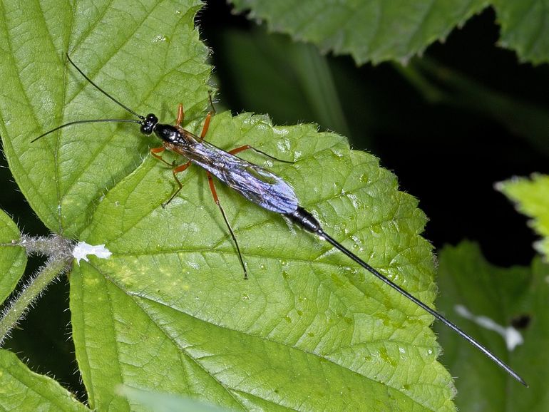 Parasitic wasp, the ovipositor clearly visible at the back side