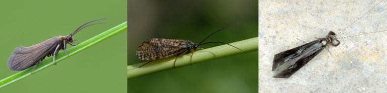 Enkele vertegenwoordigers van de schietmotten, Agapetus fuscipes, Hagenella clathrata en Mystacides azurea