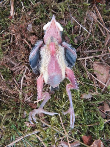 This black tit chick could not support its own weight and broke its pelvis, femur and tibia.  Cause: acidification with nitrogen