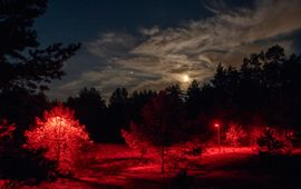 Rode (en ook groene en witte lichten) in bosranden horen bij het langlopende onderzoeksproject naar de effecten van nachtelijk kunstlicht op de natuur.