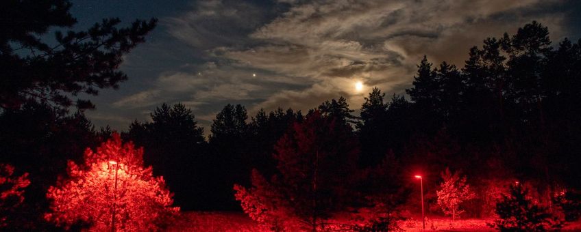 Rode (en ook groene en witte lichten) in bosranden horen bij het langlopende onderzoeksproject naar de effecten van nachtelijk kunstlicht op de natuur.