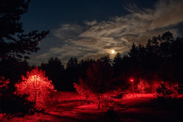 Rode (en ook groene en witte lichten) in bosranden horen bij het langlopende onderzoeksproject naar de effecten van nachtelijk kunstlicht op de natuur.