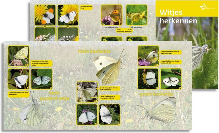 Herkenningskaarten van witjes zijn te downloaden van de Vlinderstichtingsite (pdf; 4,5 MB)