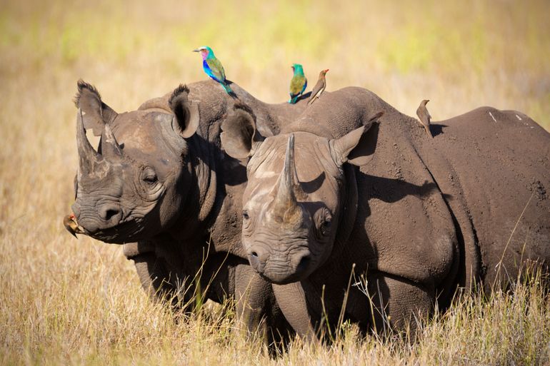 Twee zwarte neushoorns met vogels op de rug