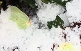 citroenvlinders in de sneeuw - primair