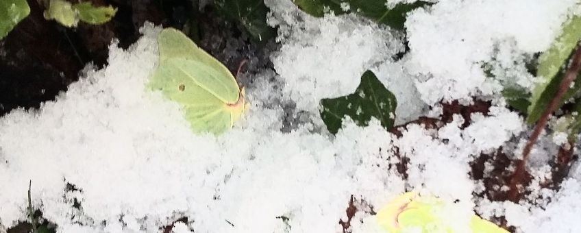 citroenvlinders in de sneeuw - primair